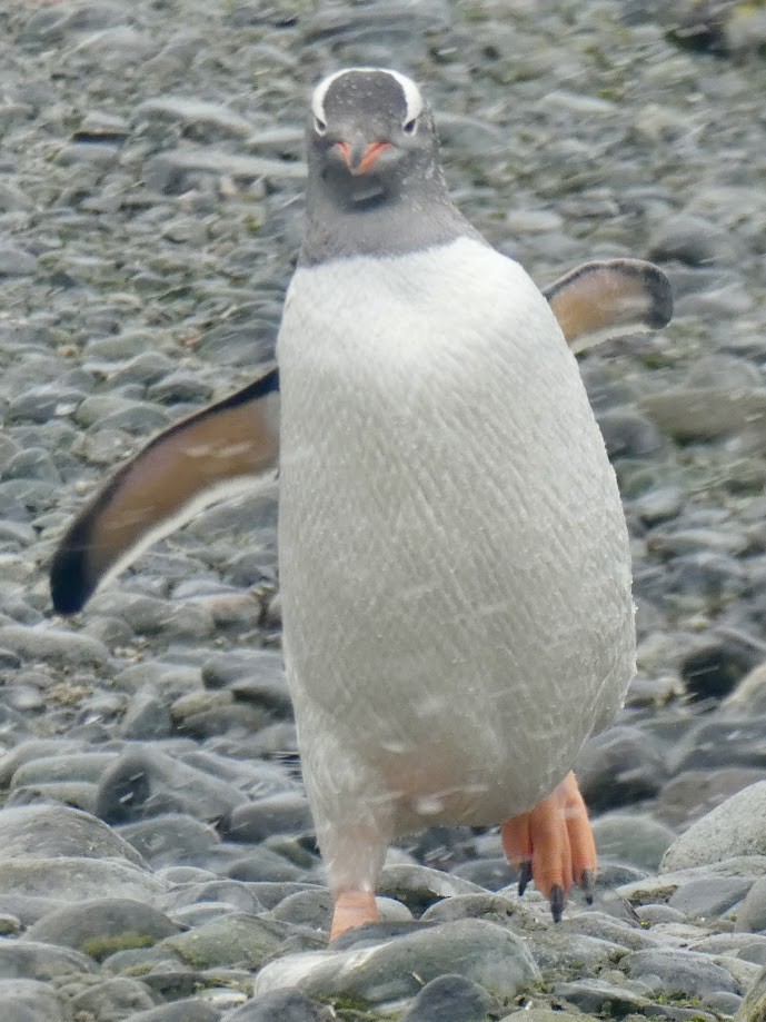 Gentoo Penguin - ML615698391