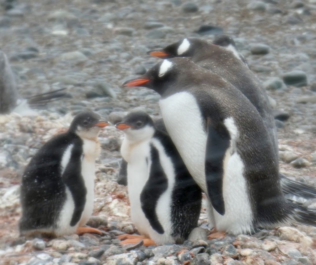 Gentoo Penguin - ML615698396
