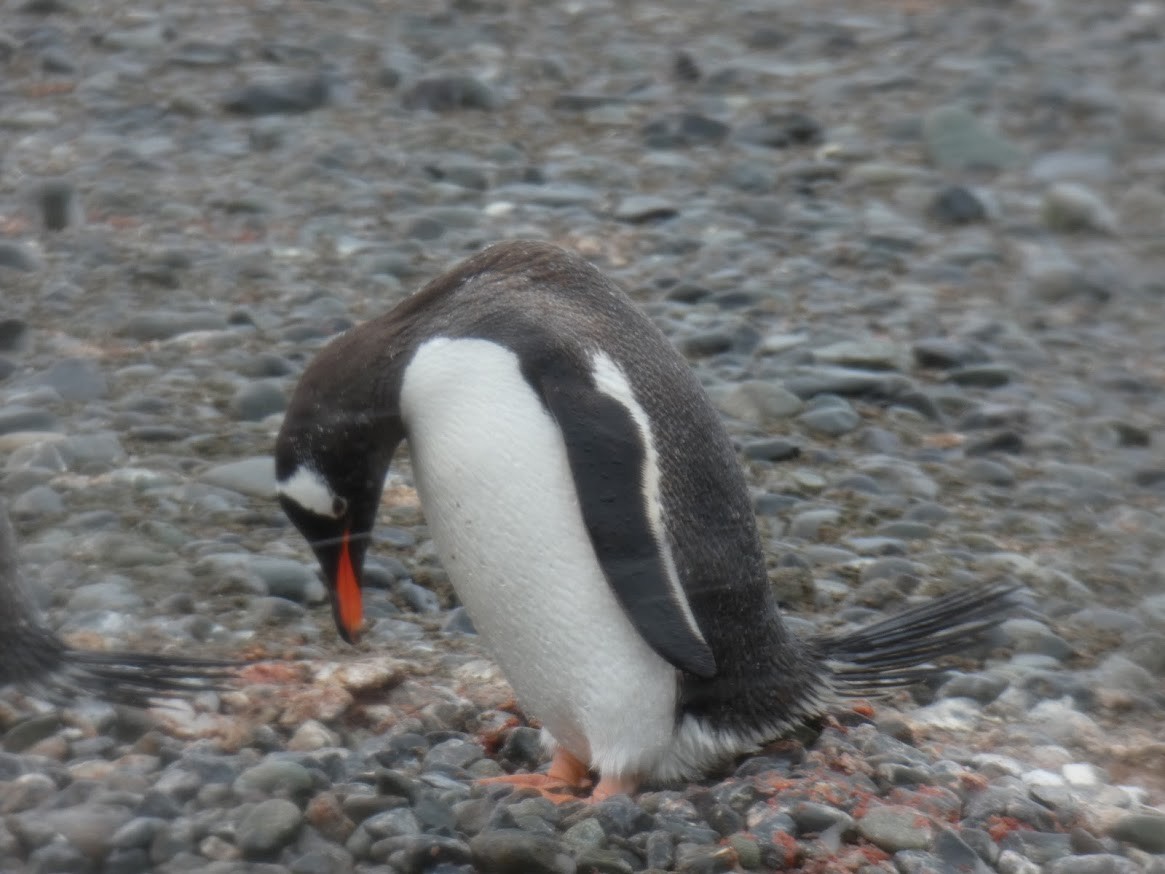 Gentoo Penguin - ML615698397