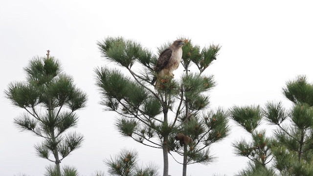 Red-tailed Hawk (calurus/alascensis) - ML615698410