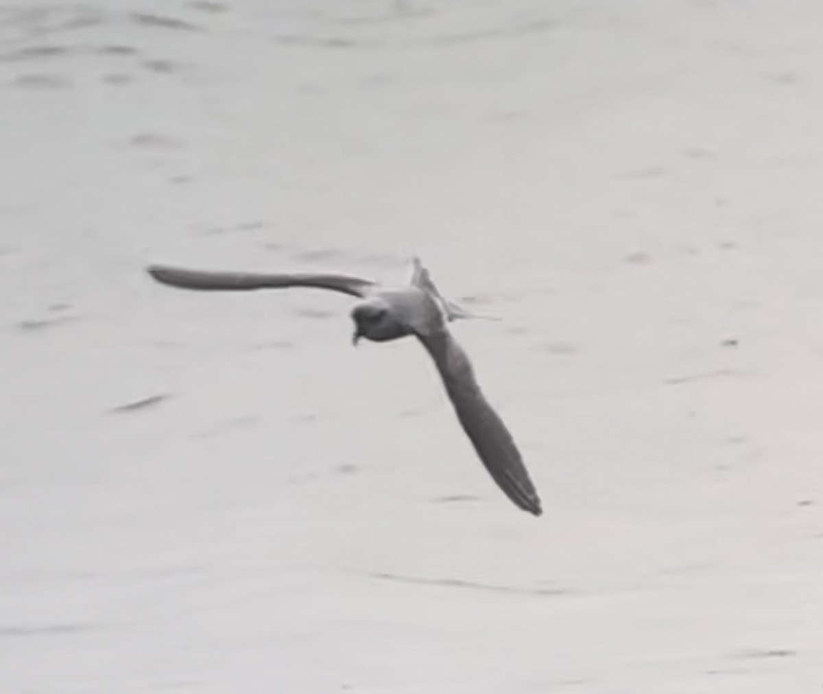 Fork-tailed Storm-Petrel - ML615698489