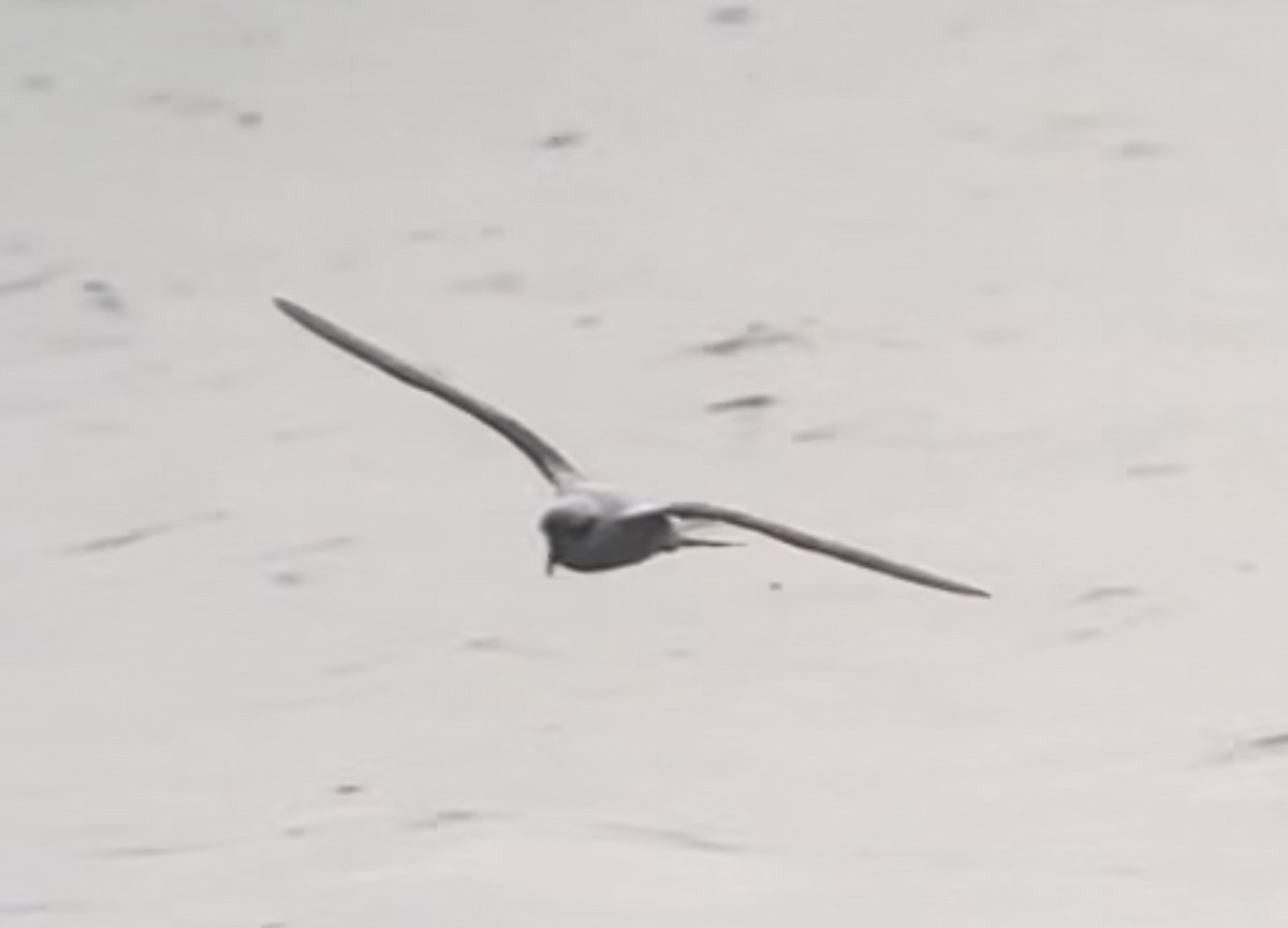 Fork-tailed Storm-Petrel - ML615698490