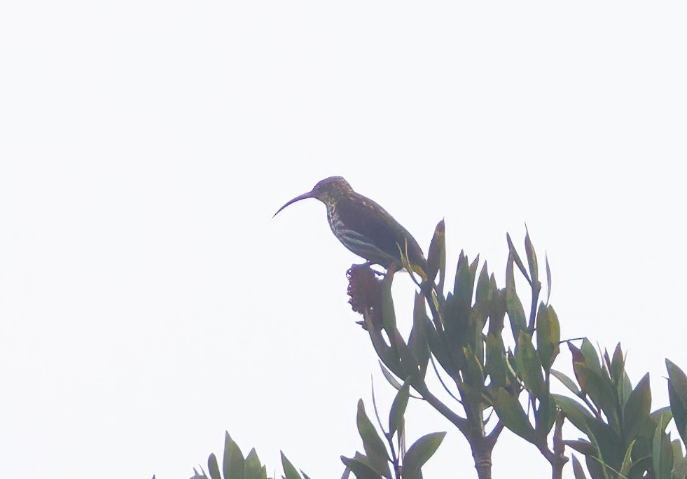 eBird Checklist - 6 Mar 2024 - Taman Kinabalu, Ranau MY-Sabah 6.00561 ...