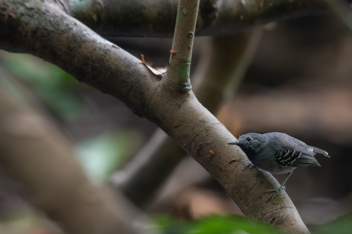 Band-tailed Antbird - Victor Castanho