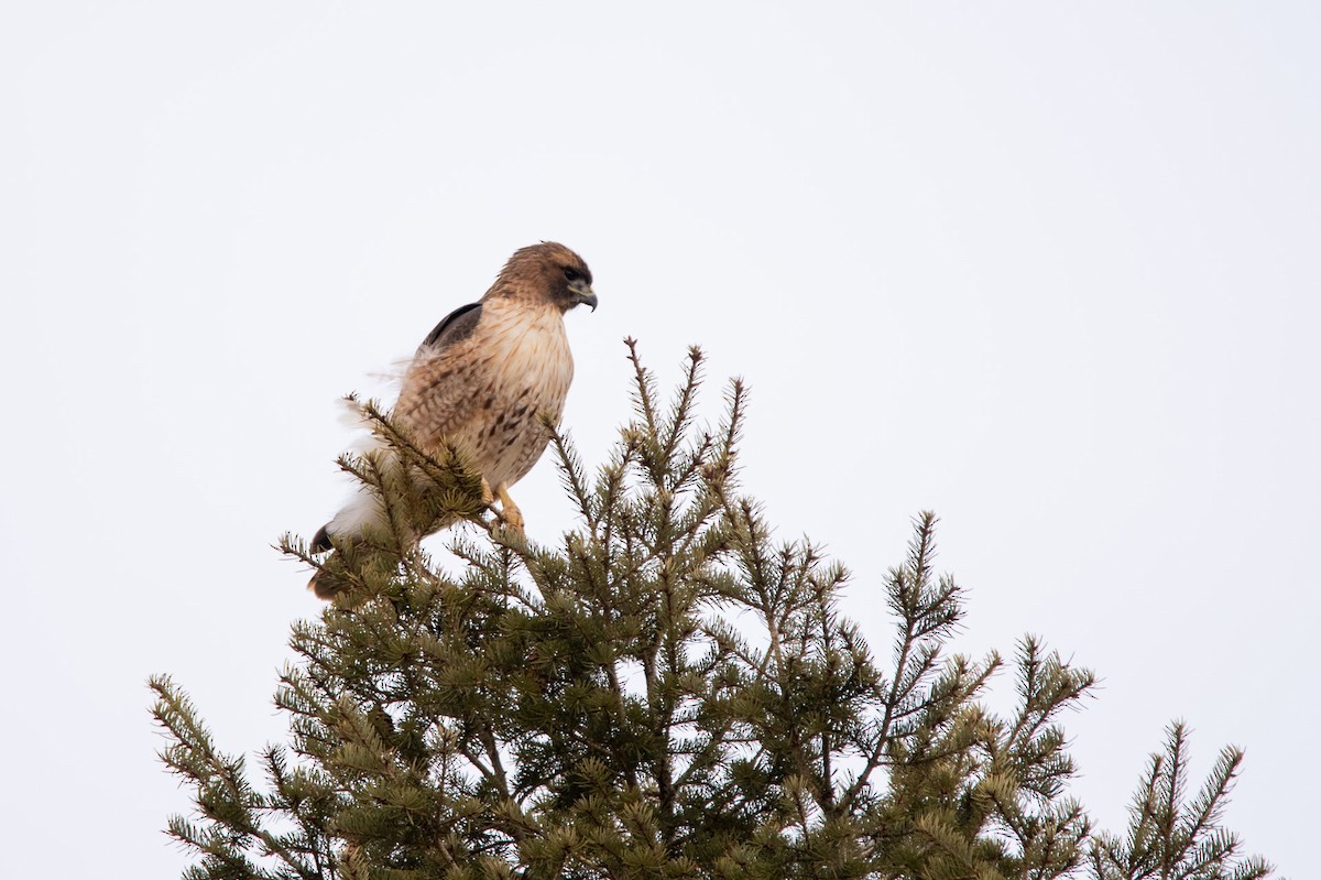 Red-tailed Hawk - ML615698704