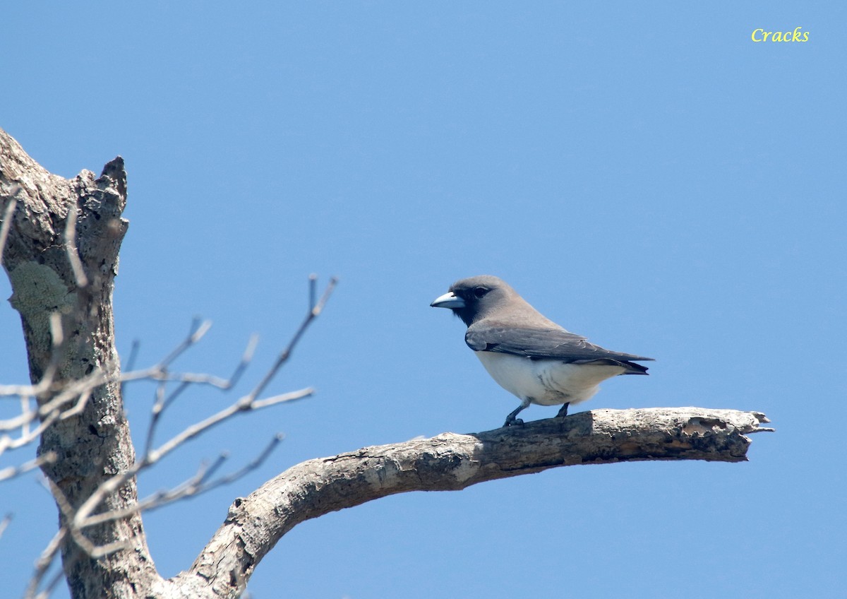 White-breasted Woodswallow - ML615698751