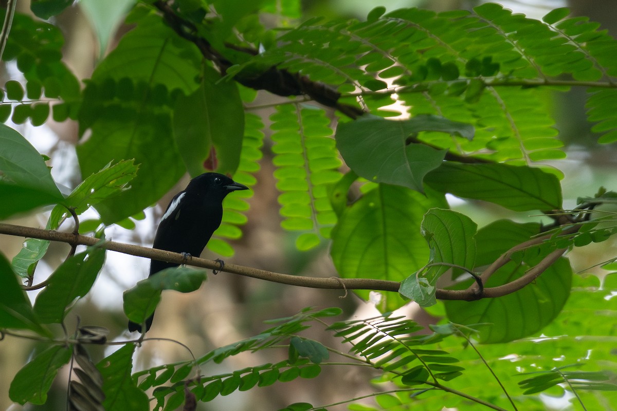 White-shouldered Tanager - ML615698848