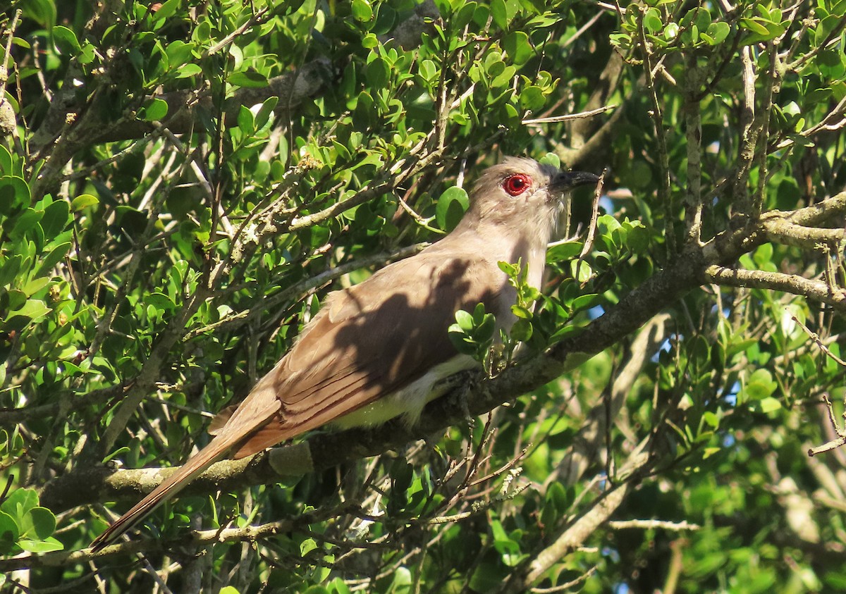 Ash-colored Cuckoo - Gonzalo Millacet