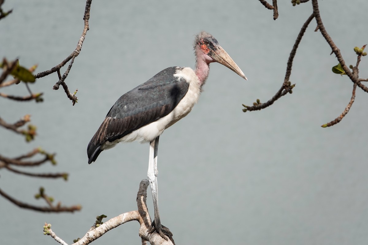 Marabou Stork - Rosemary Lloyd