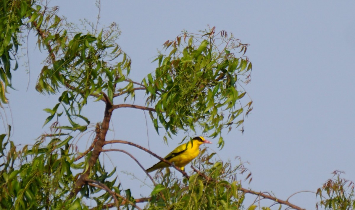 Indian Golden Oriole - ML615698994