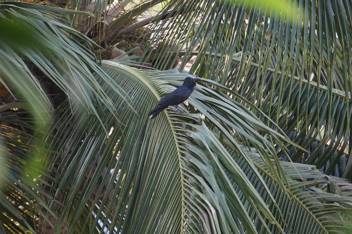 Large-billed Crow (Indian Jungle) - Srinidhi Kannan