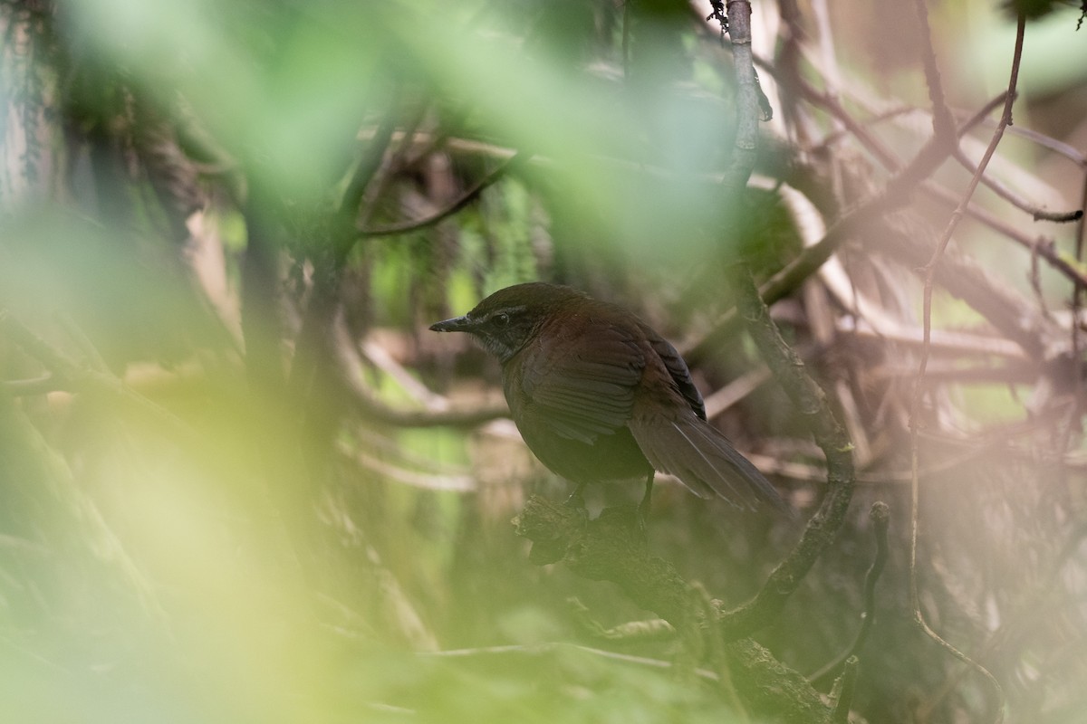 Long-tailed Bush Warbler - Doug Whitman