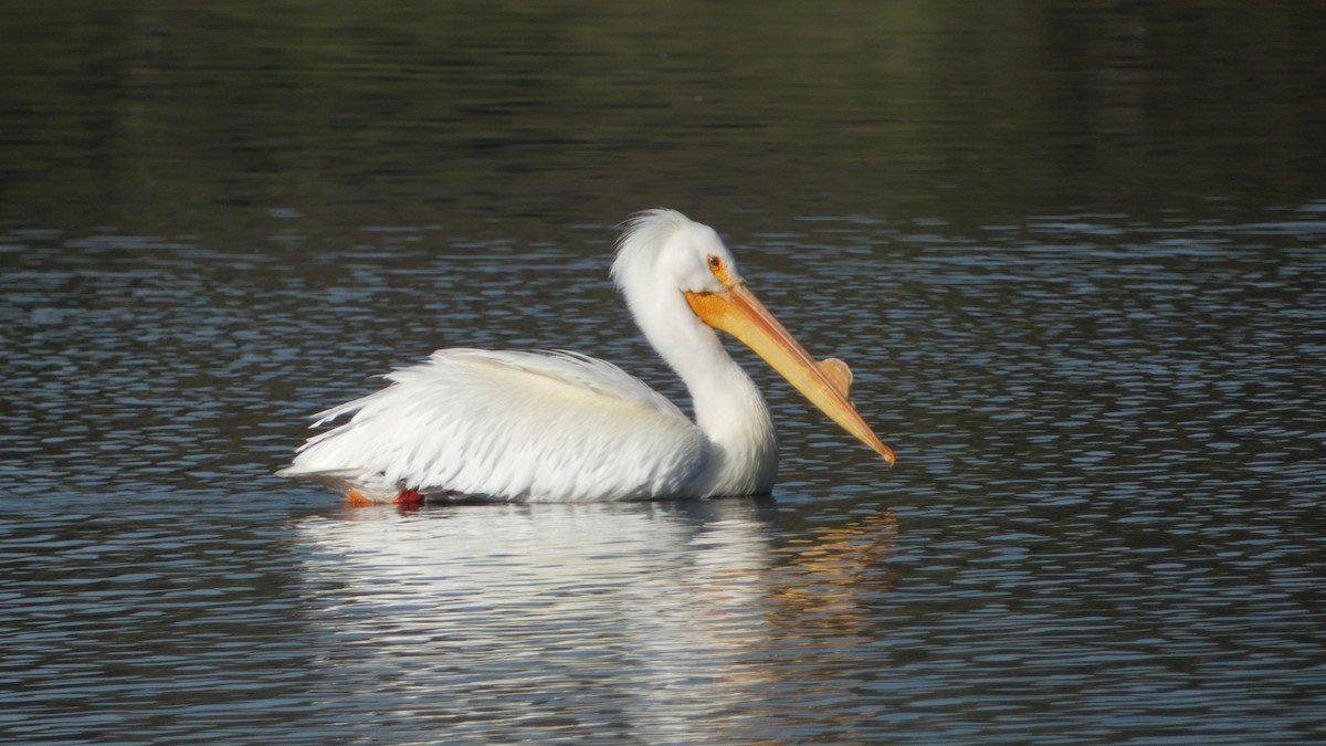 American White Pelican - Paul Clarke