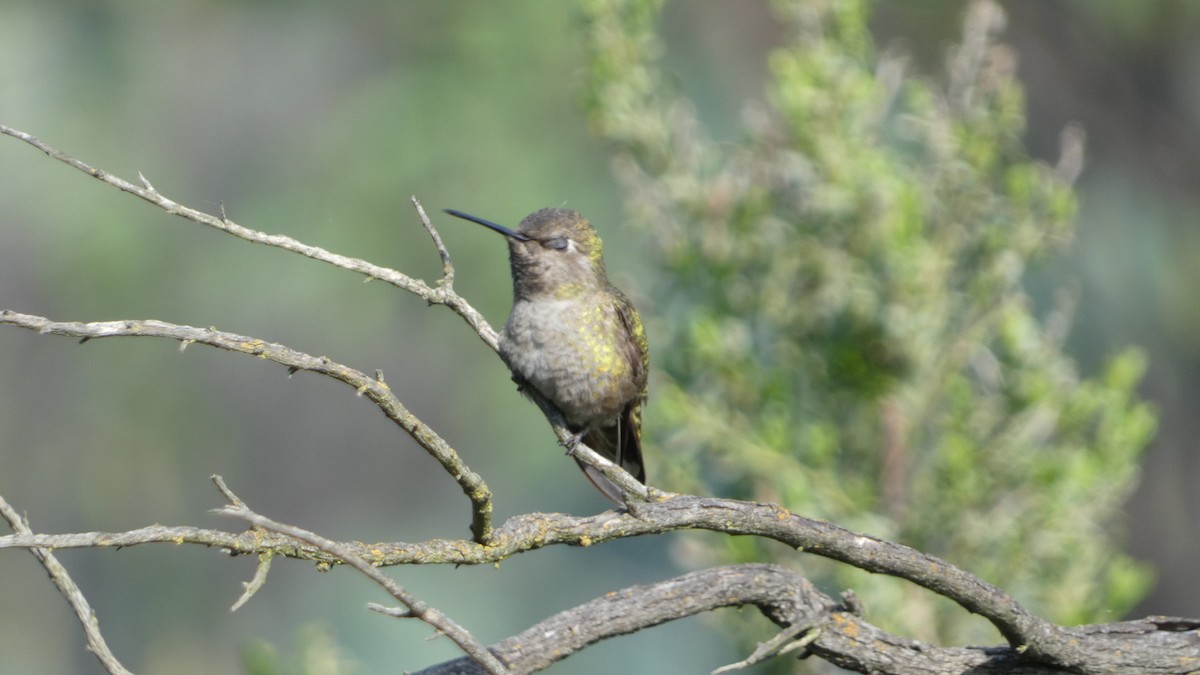 Anna's Hummingbird - Paul Clarke