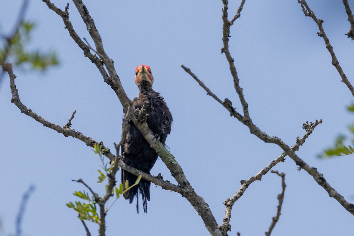Black-bodied Woodpecker - ML615699487
