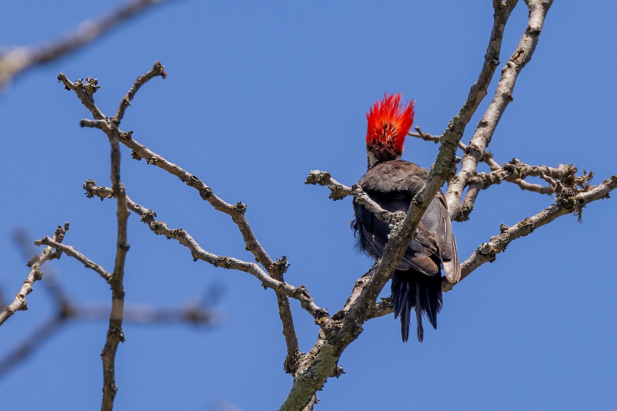 Black-bodied Woodpecker - ML615699489
