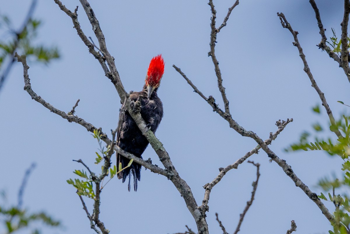 Black-bodied Woodpecker - ML615699490