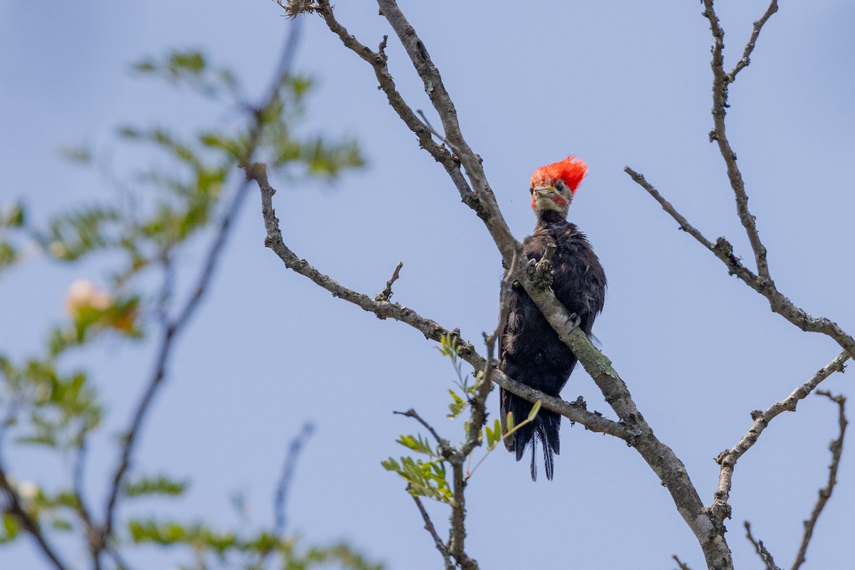 Black-bodied Woodpecker - ML615699491