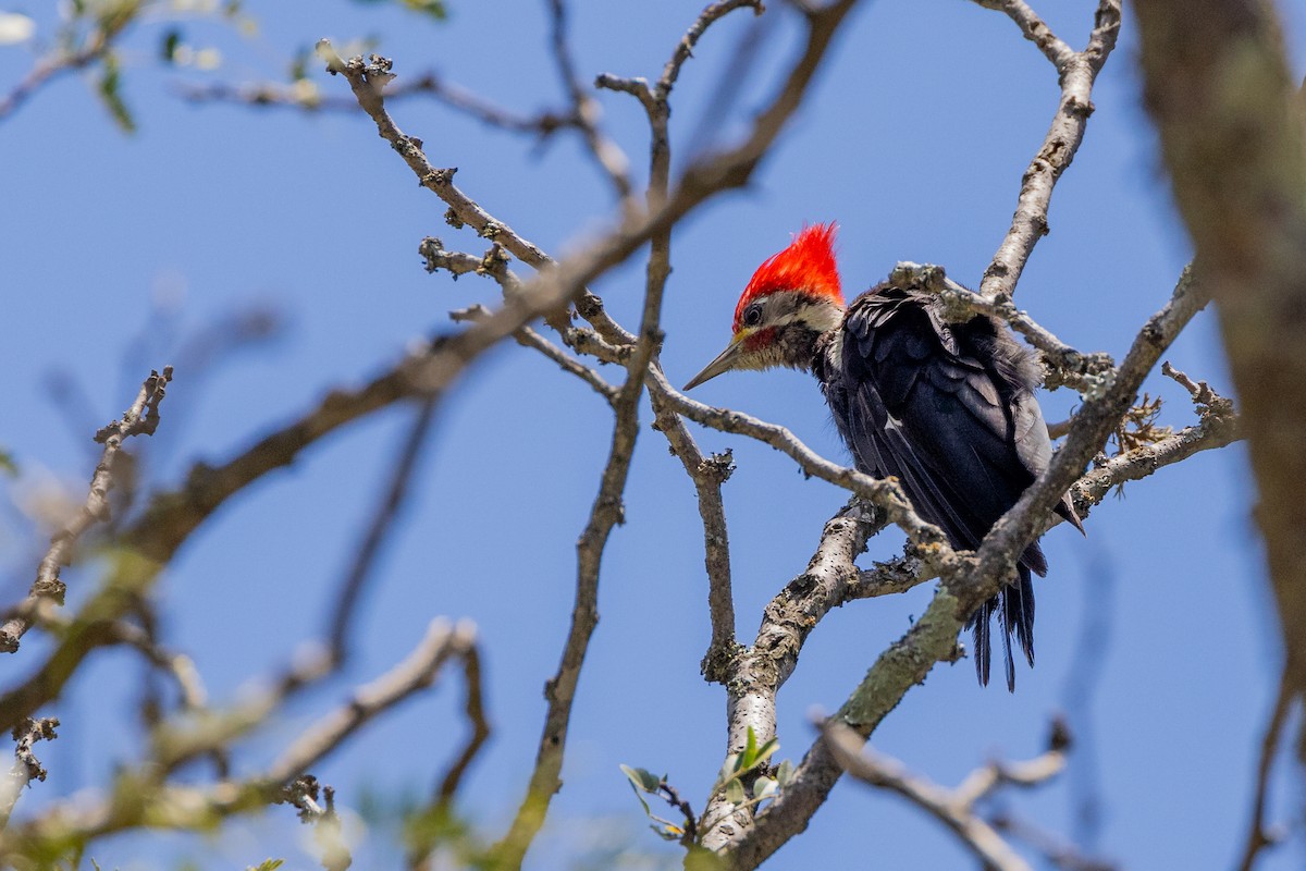 Black-bodied Woodpecker - ML615699492