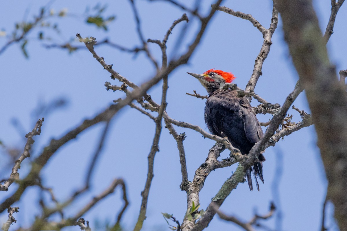 Black-bodied Woodpecker - ML615699493
