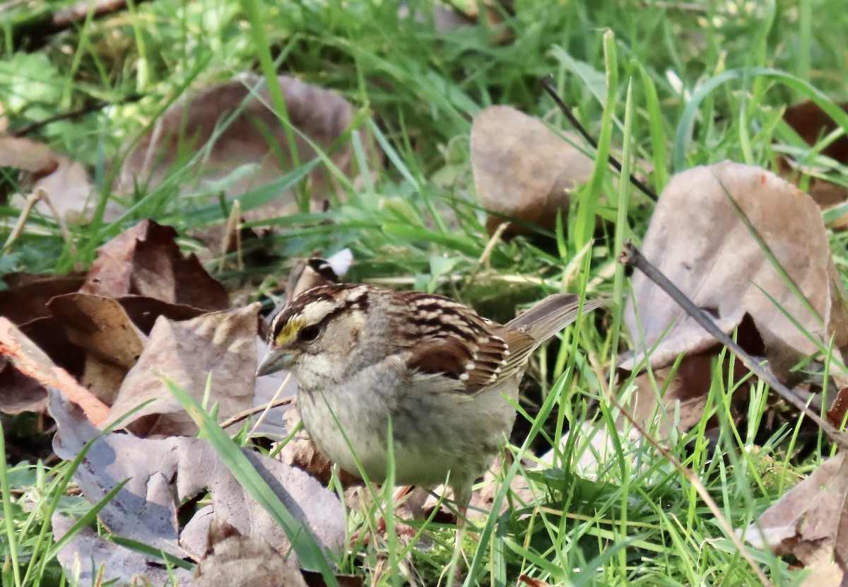 White-throated Sparrow - ML615699506