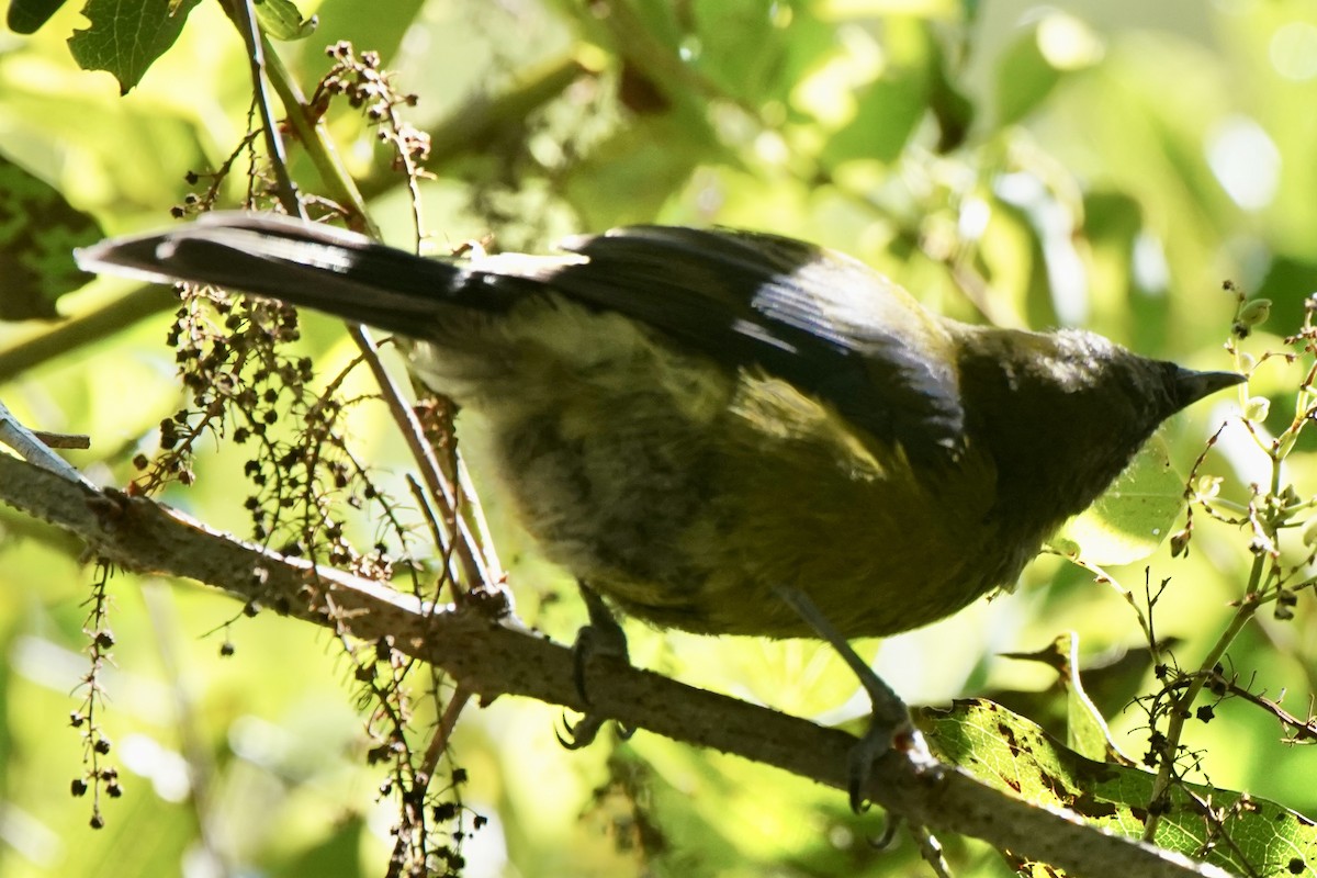 New Zealand Bellbird - ML615699508