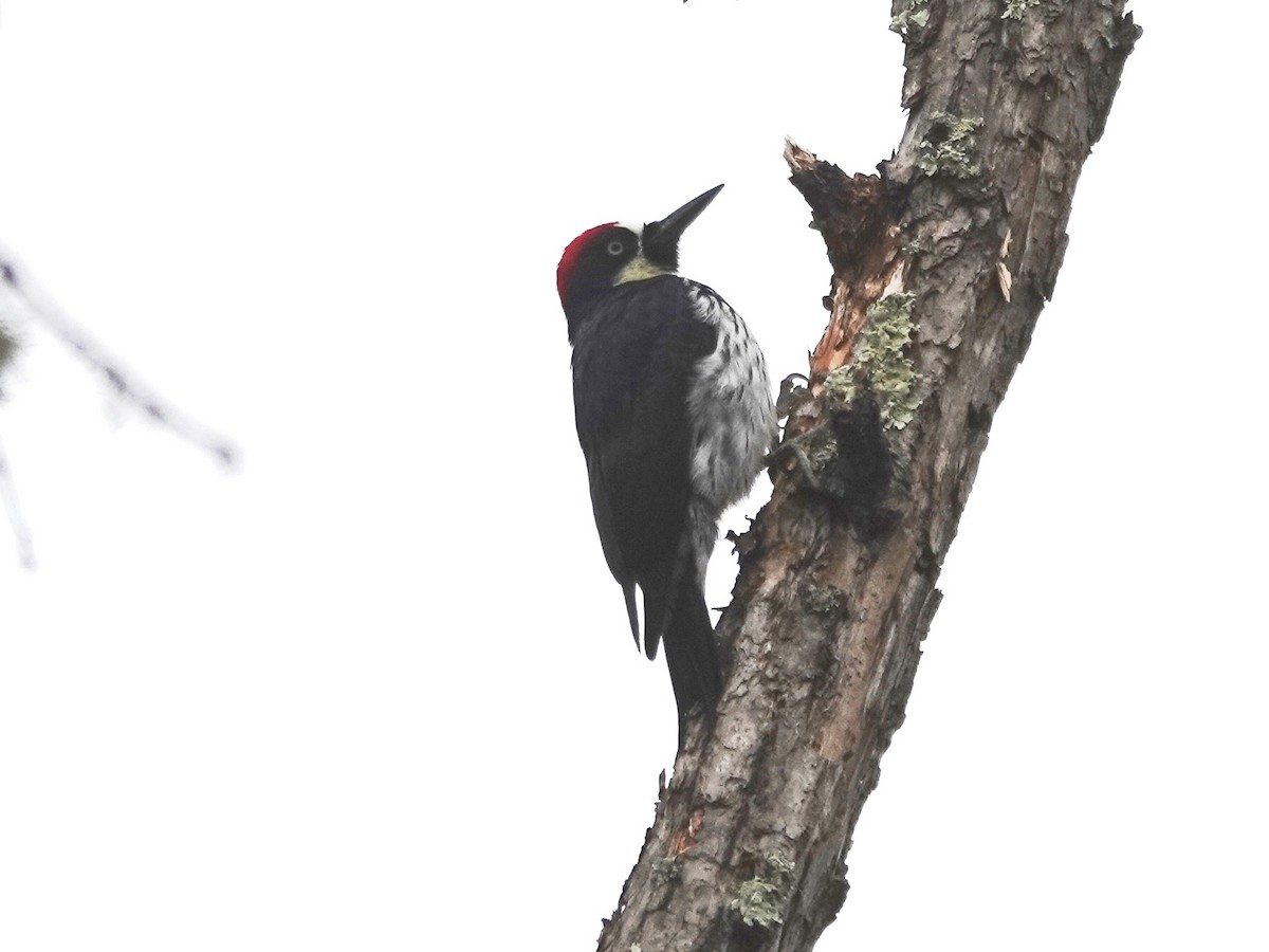 Acorn Woodpecker - ML615699637