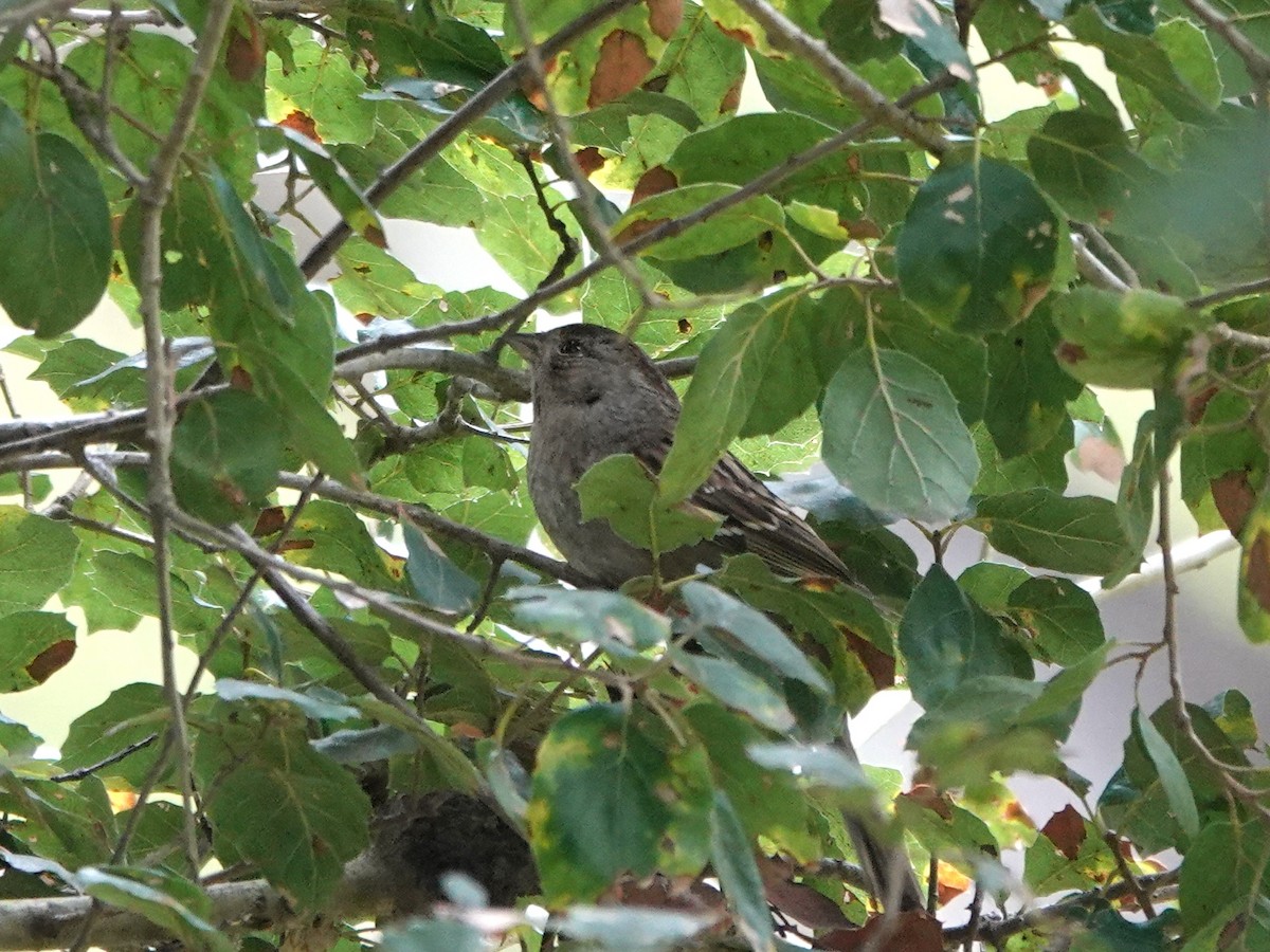 Golden-crowned Sparrow - ML615699657