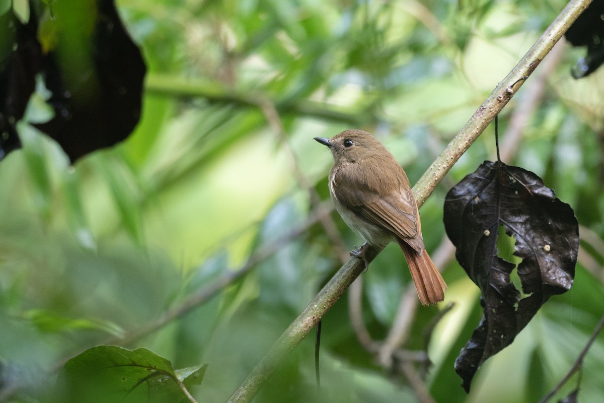 Chestnut-tailed Jungle Flycatcher (Philippine) - ML615699682