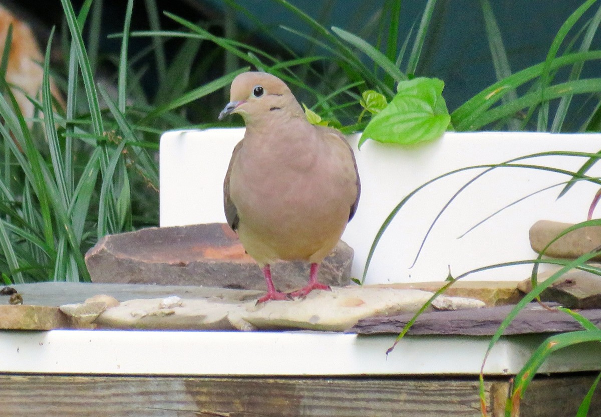 Mourning Dove - michele ramsey