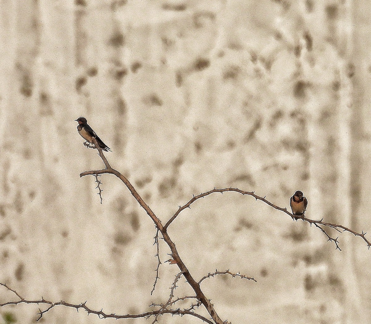 Red-rumped Swallow - ML615699812