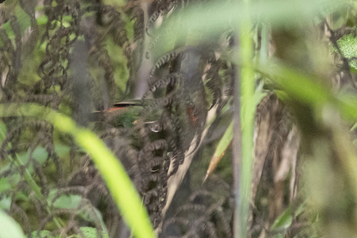 Red-eared Parrotfinch - ML615699905