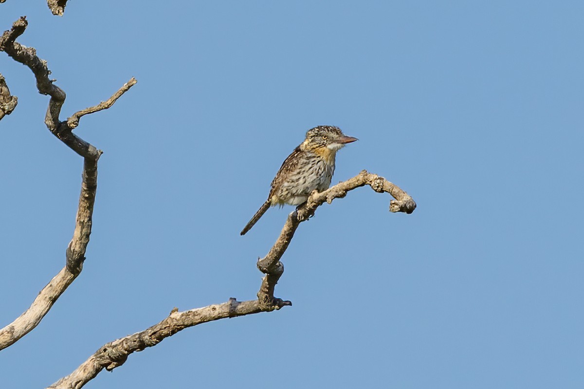 Spot-backed Puffbird (Chaco) - ML615699923
