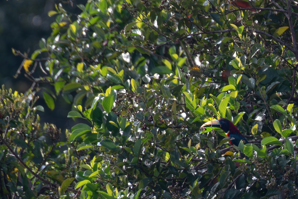 Red-necked Aracari - ML615699946