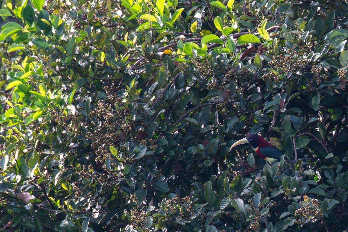 Red-necked Aracari - ML615699947
