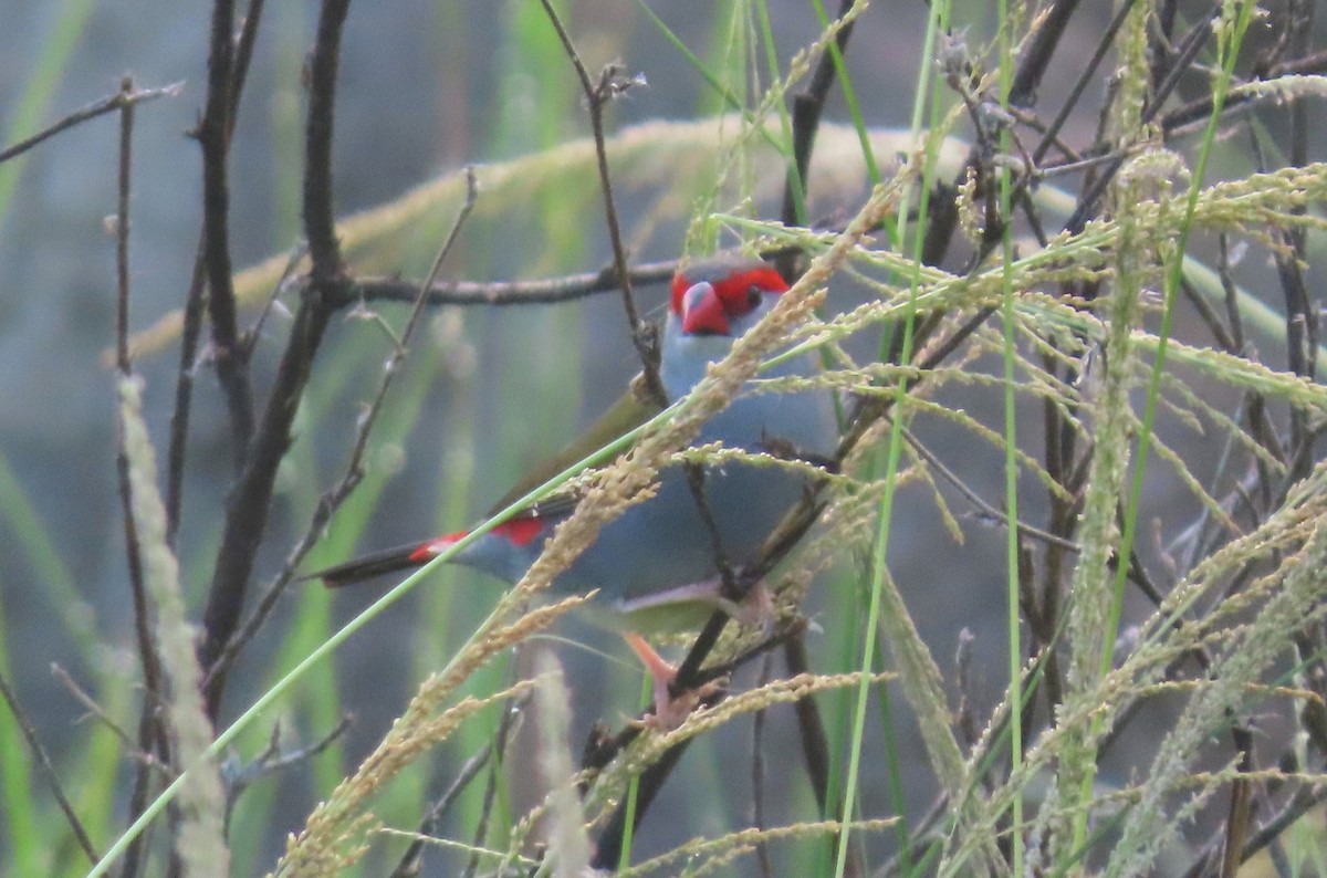 Red-browed Firetail - ML615699963