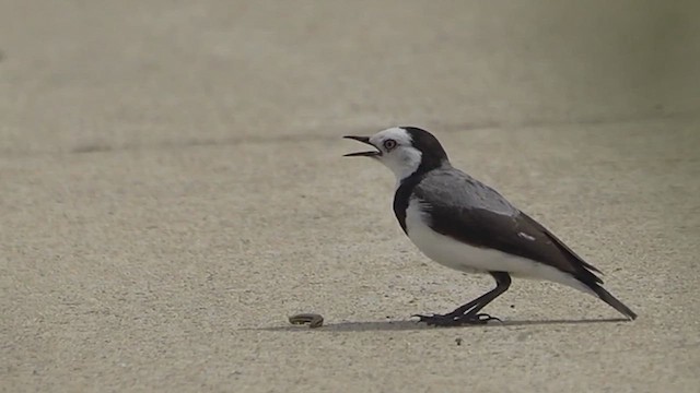 White-fronted Chat - ML615699964
