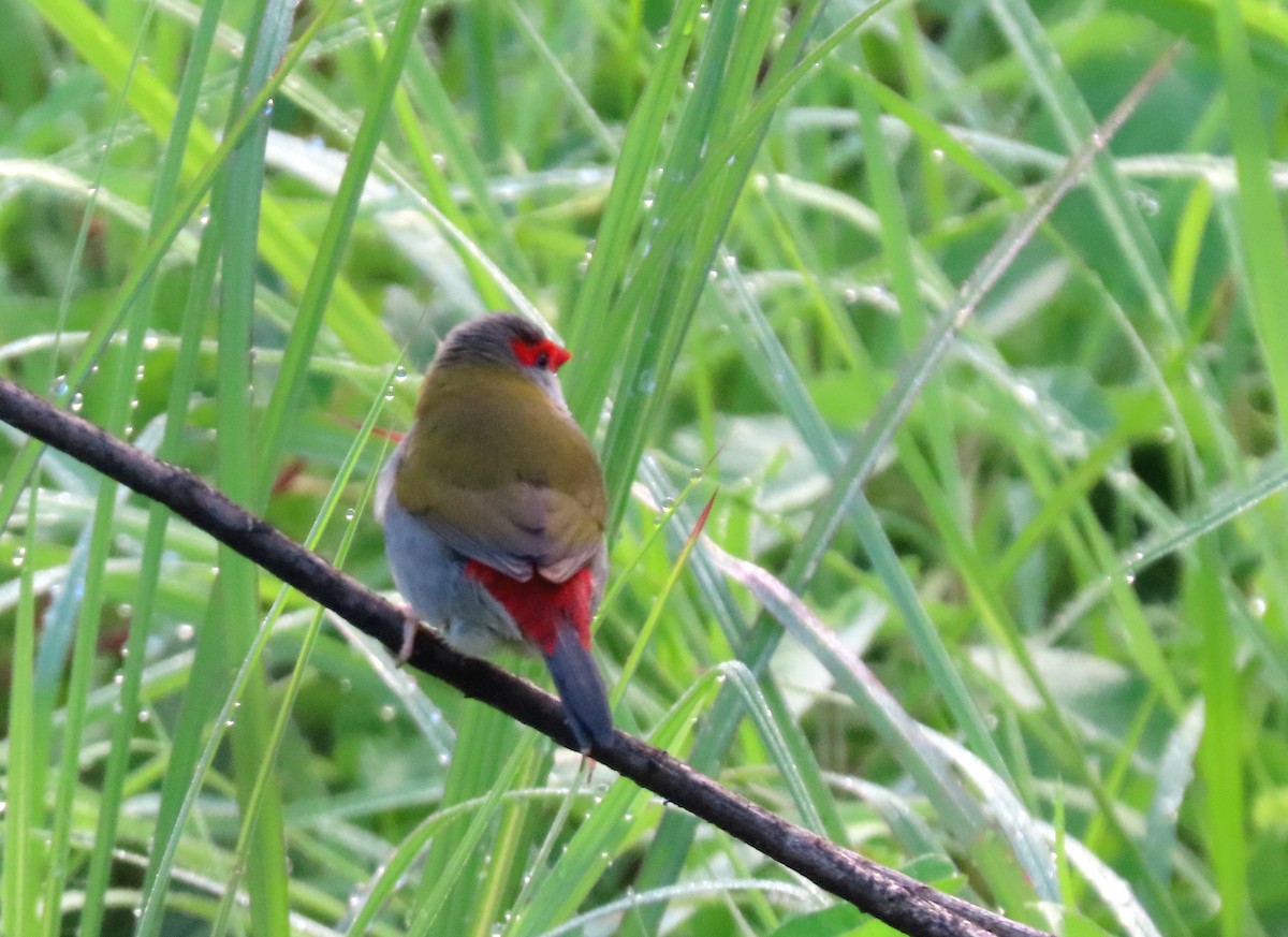 Red-browed Firetail - ML615699965