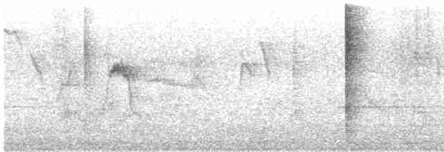 Lavandera Cetrina - ML615699966
