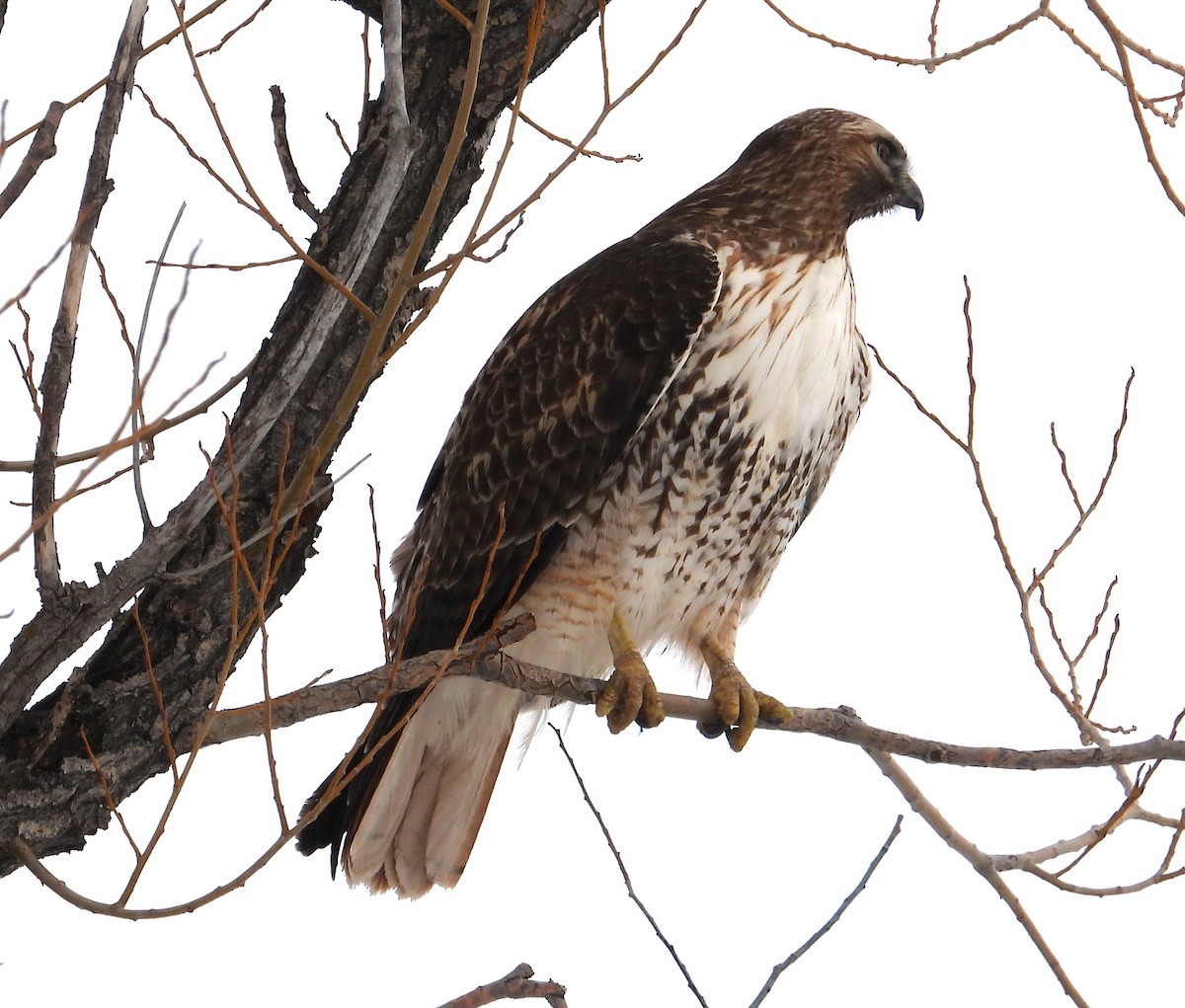 Red-tailed Hawk - ML615700030