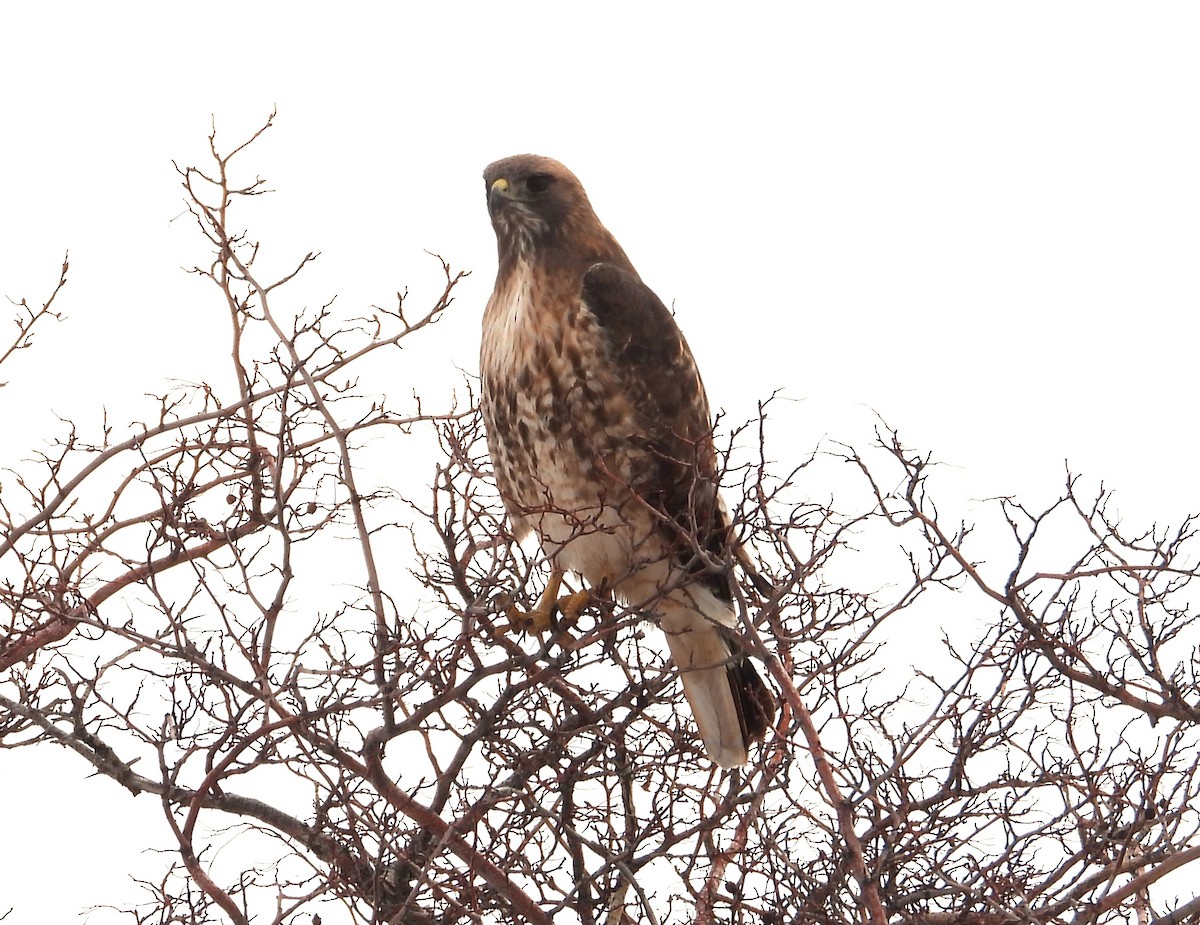 Red-tailed Hawk - ML615700031