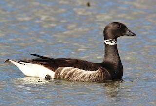 Brant, ML61570021