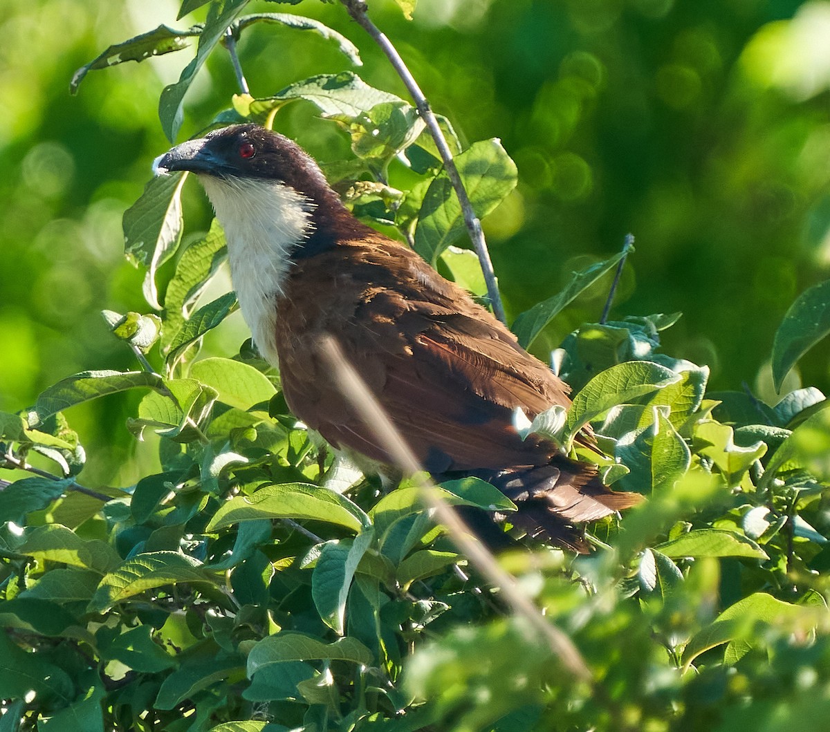Coppery-tailed Coucal - ML615700214
