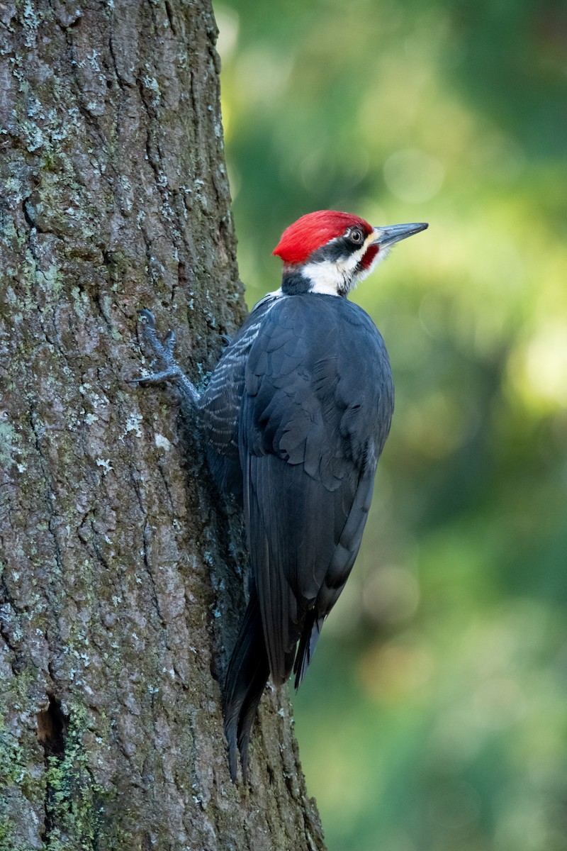 Pileated Woodpecker - ML615700303