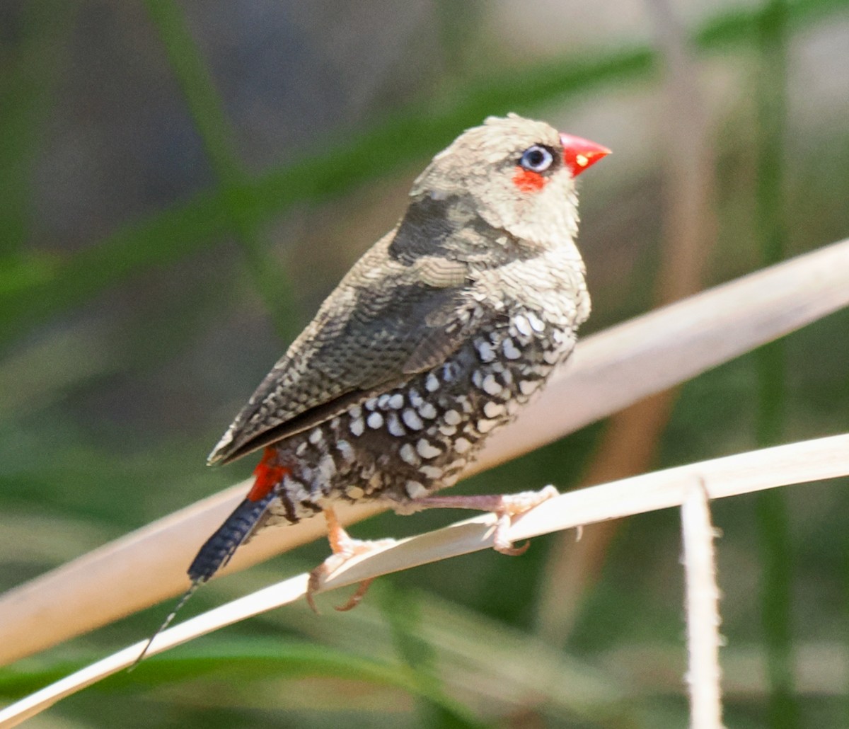 Red-eared Firetail - ML615700351