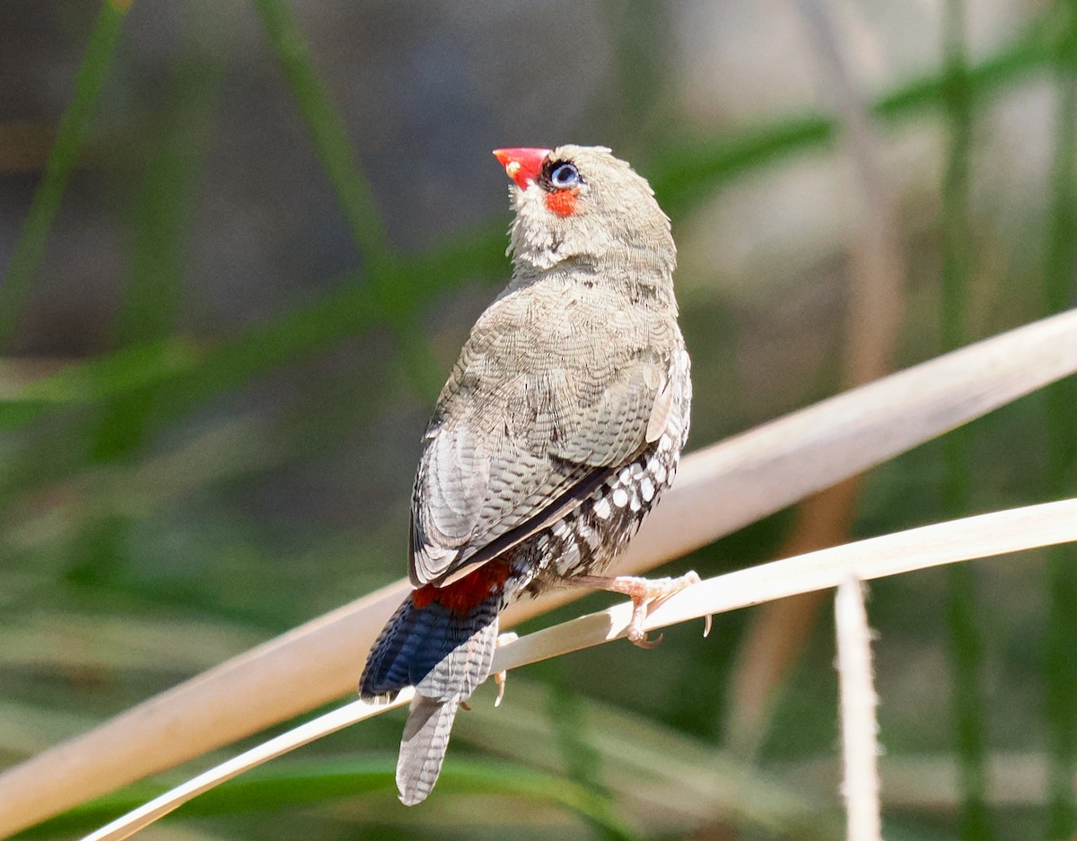 Red-eared Firetail - ML615700352