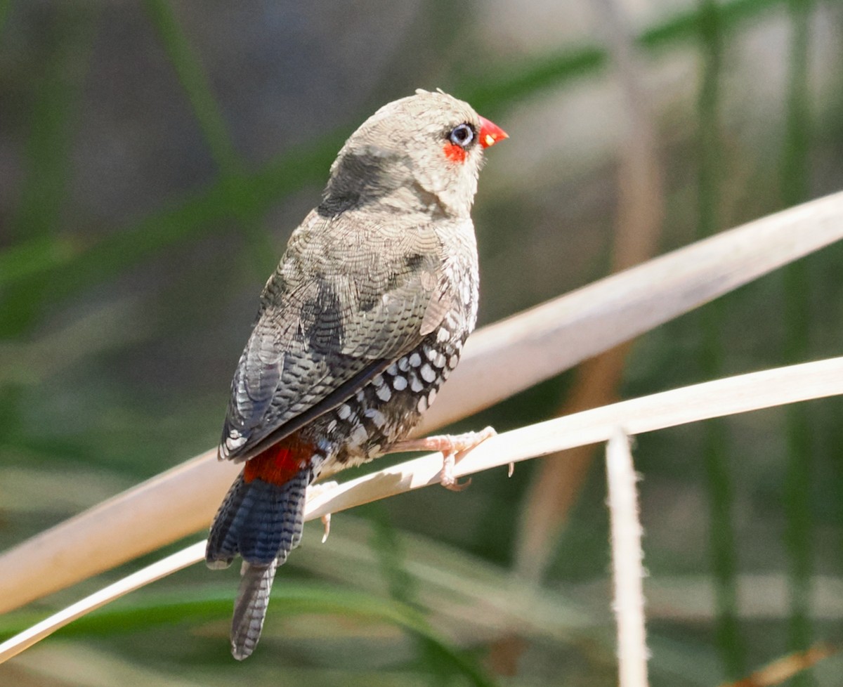 Red-eared Firetail - ML615700353