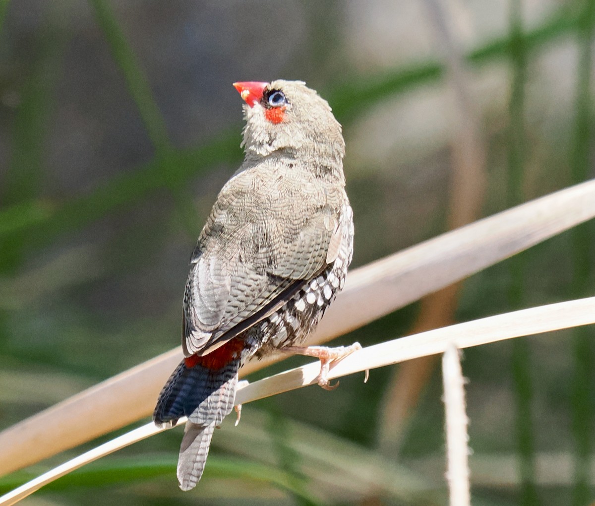 Red-eared Firetail - ML615700354