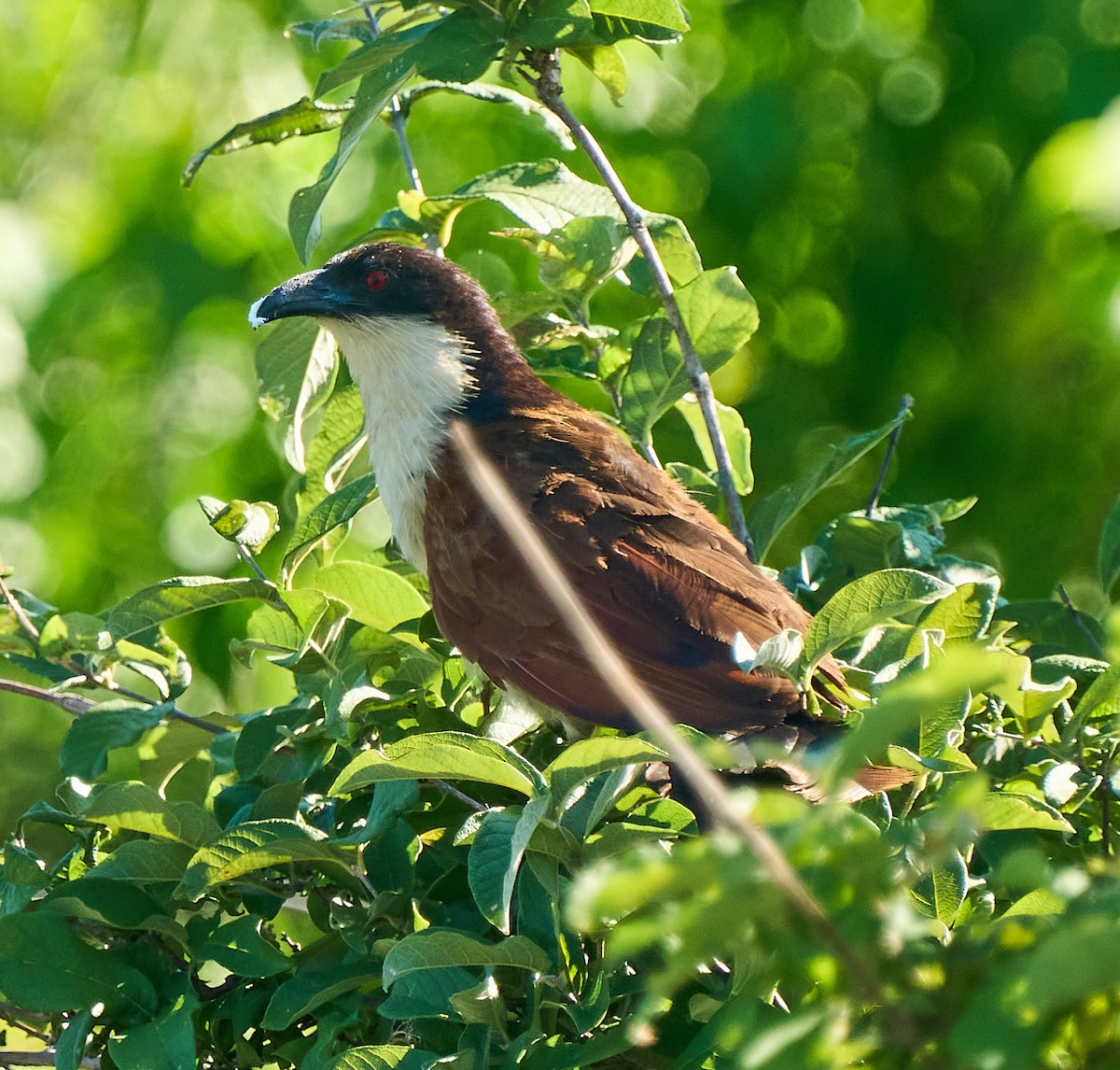 Coppery-tailed Coucal - ML615700360