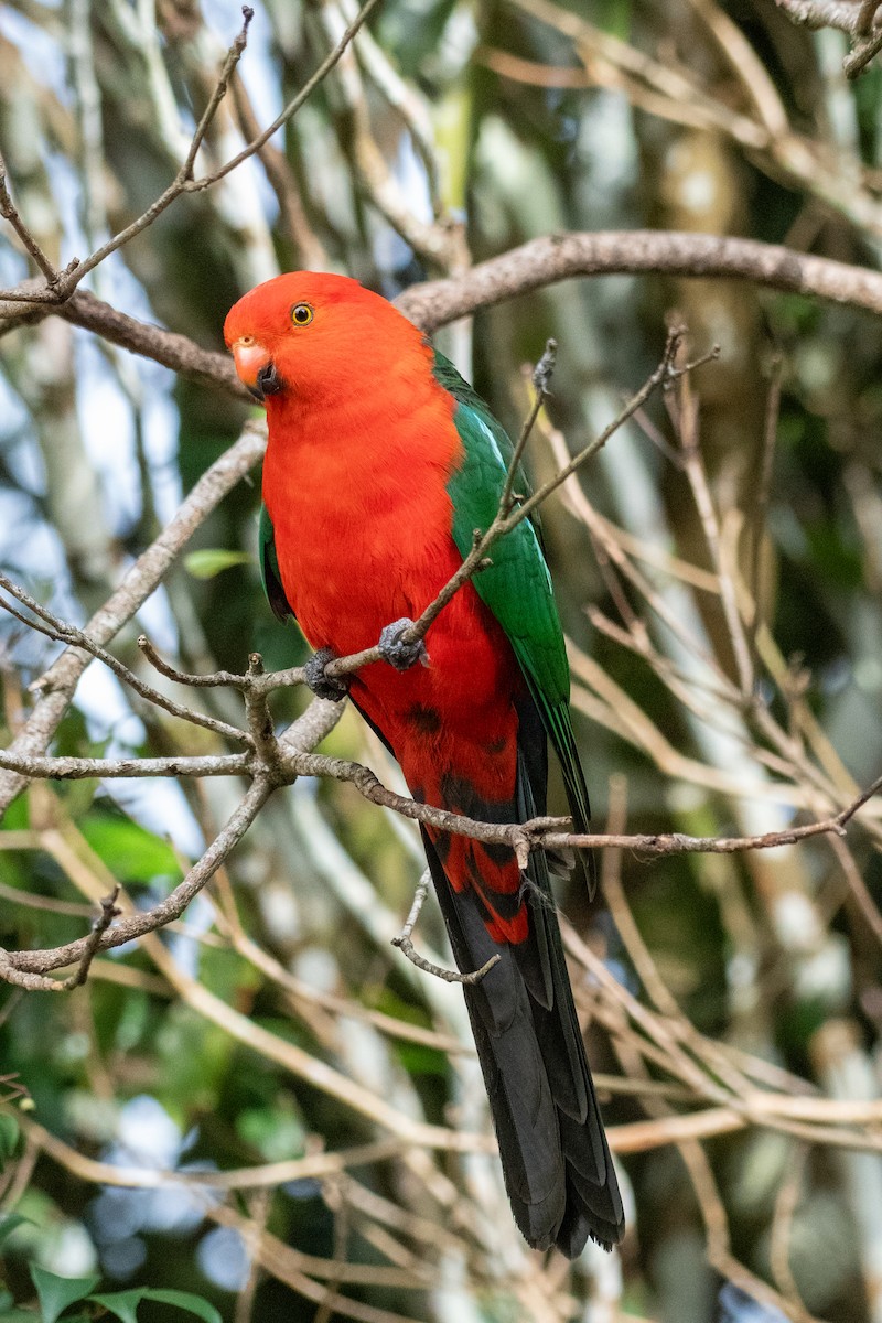 Australian King-Parrot - ML615700429